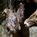 쌍둥이축산2 이미지