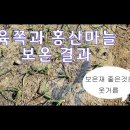 마늘 월동보온방법에 따른 생육 상태 이미지