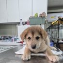 화도동물병원 이미지