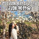 흥동 농장 | 김해 목련숲, 흥동 목련 실시간, 경남 개화시기 명소 주차장