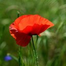 꽃들의 향연 이미지