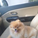 개컷 | 대전서구 관저동애견미용 개컷!💈🐕‍🦺💈 / 가위컷전문