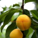 금화농장 이미지