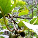 다래와 잣나무 이미지