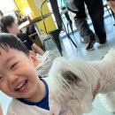 바로나도 수원영통 | 바로나도 애견카페 수원영통점 30개월 아이와 다녀온 후기 -*