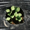 각하농장 이미지