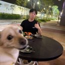치킨인류고덕국제점 | 평택 고덕 오늘은꾸꾸네 순살치킨 강아지동반 치맥 야장 내돈내산 후기