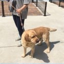 도그피아 애견 훈련 학교 이미지