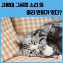 그르릉 이미지
