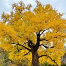 말하는은행나무 이미지