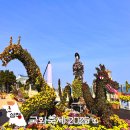 증산~삼척해변 | 삼척 아기랑 가볼만한곳 가을 국화축제 2025 삼척해수욕장 파도