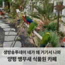 생방송투데이 네가 왜 거기서 나와 양평 앵무새 체험 식물원 카페 <카페마카우>