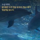 울산고래생태체험관 Daum카페
