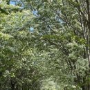 미천8리 | 청주 이팝나무길 실시간 후기 🌿 지금 만개! 비 오는 날 더 예쁜 청주 가볼만한곳