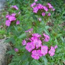 패랭이공원 이미지