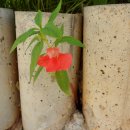 신북초교 이미지