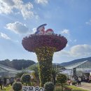 오수농장 | 거제 가을 여행 가볼만한곳 섬꽃축제 주차, 근처맛집, 개화상태 정보