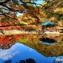 연못위