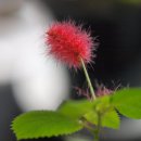 안평보건지소 이미지