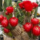 고양국제꽃박람회 이미지