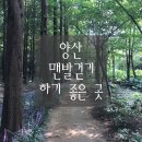 씨유양산주공7차점 | [경남 양산 &#39;양주누리길 메타세콰이어숲길&#39;] 무더운 여름에도 나무그늘 속 맨발 걷기로 건강 챙기기...