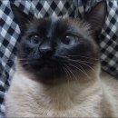 고양이 경구개 구경 이미지