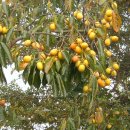 남평동초등학교 이미지