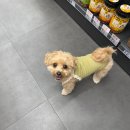 야옹아멍멍해봐 | 광주 수완지구 강아지 고양이 용품 전문점 "야옹아멍멍해봐"