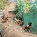 봉길농장 이미지