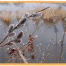 버들강아지 이미지