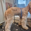 스타애견미용 | 동두천애견미용 유스타그루밍 스탠다드푸들 스포팅 동구