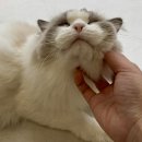 데이지포포 | 새벽에 잠 안와서 쓰는 6월 포앵이의 일상