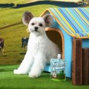 최정언산양목장 이미지