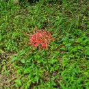 2025.09.30 신구대학교 식물원 이미지