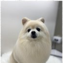 뽀그리미용실 이미지