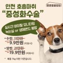 광주광역시축산업협동조합동물병원 | 6개월 말티푸 강아지 암컷 중성화 수술 + 잔존 유치 발치 후기 위례 송파동물병원