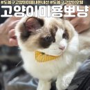 스위트캣 | 도봉구 고양이미용&amp;호텔 랙돌 고양이 무마취 목욕 미용후기 내돈내산