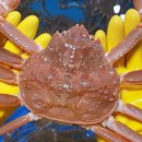 청정해역영덕대게 이미지