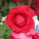 두루미약국 이미지