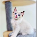 Fall in Rags 이미지