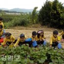 아포초교병설유치원 대경일보