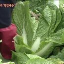 배추PC 이미지
