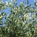 올리브나무 이미지