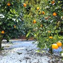 남원읍-78 이미지