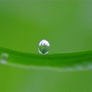 새벽이슬 이미지