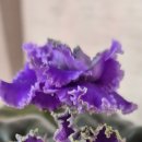 베니스PC 이미지