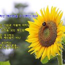 Serenade To Summertime (여름날의 소야곡) / Paul Mauriat &amp; photo by 모모수계 이미지