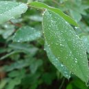 산속의 아침 이미지