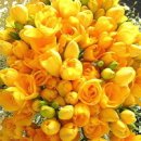 후리지아 이미지