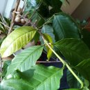 송이농장(1) 이미지